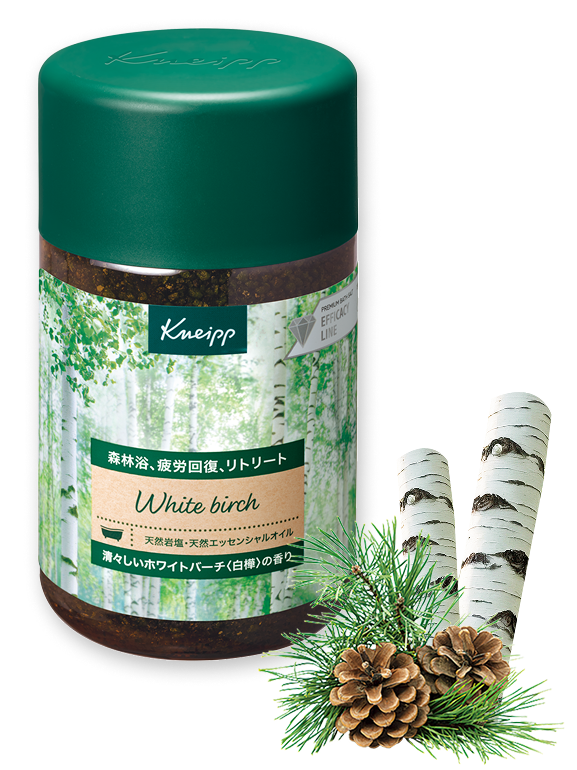 白樺の木漏れ日